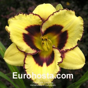 Hemerocallis El Desperado - Eurohosta