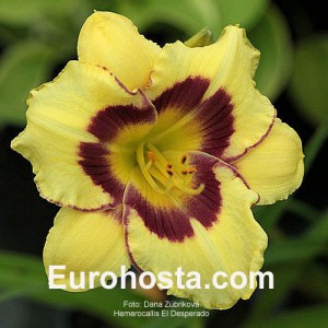 Hemerocallis El Desperado - Eurohosta