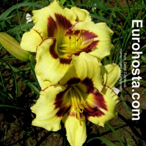 Hemerocallis El Desperado - Eurohosta