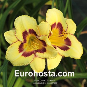 Hemerocallis El Desperado - Eurohosta