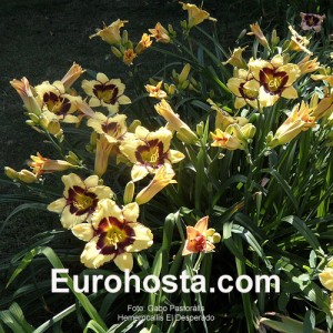 Hemerocallis El Desperado - Eurohosta