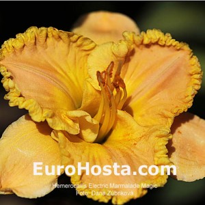 Hemerocallis Electric Marmalade Magic