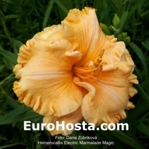 Hemerocallis Electric Marmalade Magic