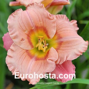 Hemerocallis Elegant Candy - Eurohosta