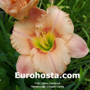 Hemerocallis Elegant Candy 