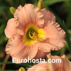 Hemerocallis Elegant Candy - Eurohosta