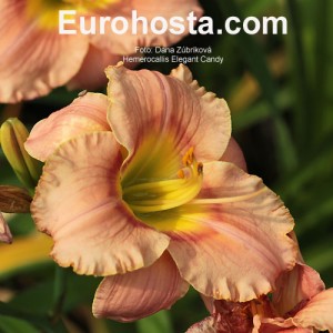 Hemerocallis Elegant Candy - Eurohosta