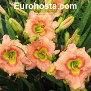 Hemerocallis Elegant Candy - Eurohosta