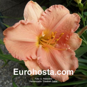Hemerocallis Elisabeth Salter - Eurohosta