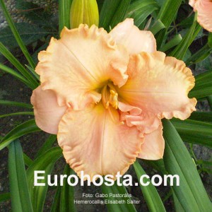 Hemerocallis Elisabeth Salter - Eurohosta