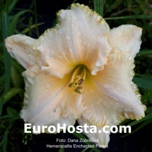 Hemerocallis Enchanted Forest - Eurohosta