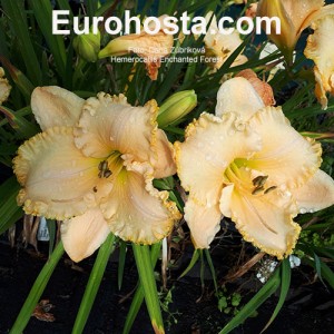 Hemerocallis Enchanted Forest - Eurohosta