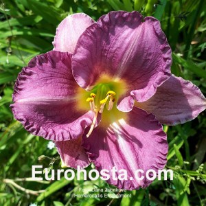 Hemerocallis Entrapment - Eurohosta