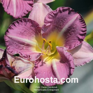 Hemerocallis Entrapment - Eurohosta