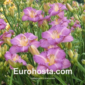 Hemerocallis Elisabeth Salter - Eurohosta