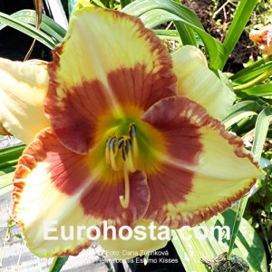 Hemerocallis Eskimo Kisses