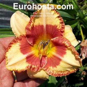 Hemerocallis Eskimo Kisses