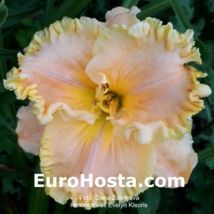 Hemerocallis Evelyn Kloeris - Eurohosta