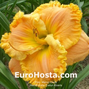 Hemerocallis Evelyn Kloeris - Eurohosta