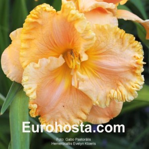 Hemerocallis Evelyn Kloeris - Eurohosta