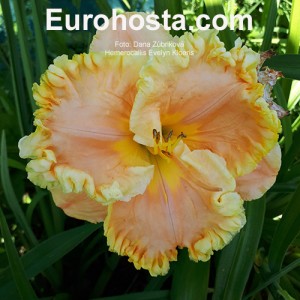 Hemerocallis Evelyn Kloeris - Eurohosta