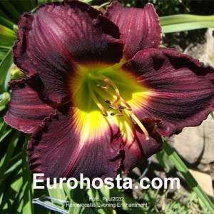 Hemerocallis Evening Enchantment