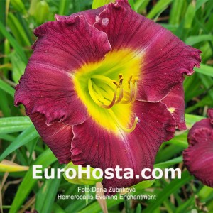 Hemerocallis Evening Enchantment