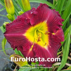 Hemerocallis Evening Enchantment