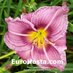 Hemerocallis Evening Prince - Eurohosta