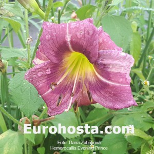 Hemerocallis Evening Prince