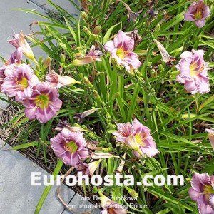 Hemerocallis Evening Prince