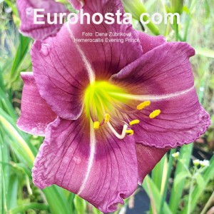 Hemerocallis Evening Prince