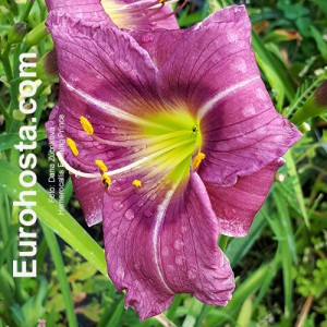 Hemerocallis Evening Prince