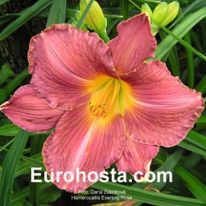 Hemerocallis Evening Rose - Eurohosta