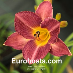 Hemerocallis Evening Rose - Eurohosta