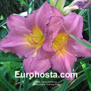 Hemerocallis Evening Rose - Eurohosta