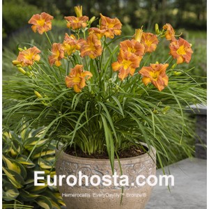 Hemerocallis EveryDaylily™ Bronze®