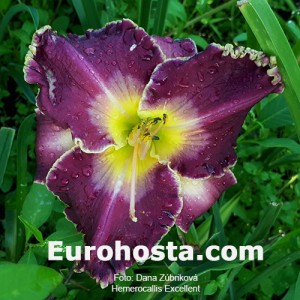 Hemerocallis Excellent