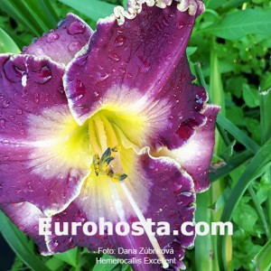 Hemerocallis Excellent