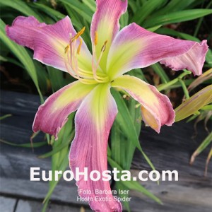 Hemerocallis Exotic Spider