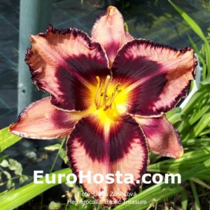 Hemerocallis Exotic Treasure - Eurohosta