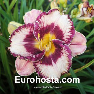 Hemerocallis Exotic Treasure