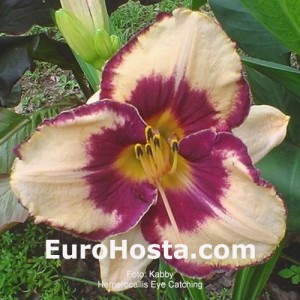 Hemerocallis Eye Catching