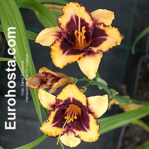 Hemerocallis Eye On America - Eurohosta