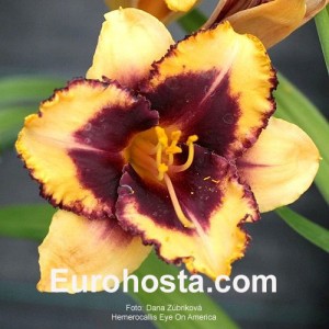 Hemerocallis Eye On America - Eurohosta