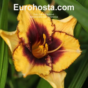 Hemerocallis Eye On America - Eurohosta