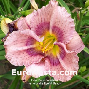 Hemerocallis Eyefull Beauty