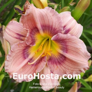 Hemerocallis Eyefull Beauty