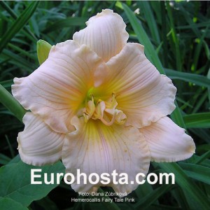 Hemerocallis Fairy Tale Pink - Eurohosta