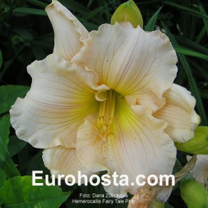 Hemerocallis Fairy Tale Pink - Eurohosta